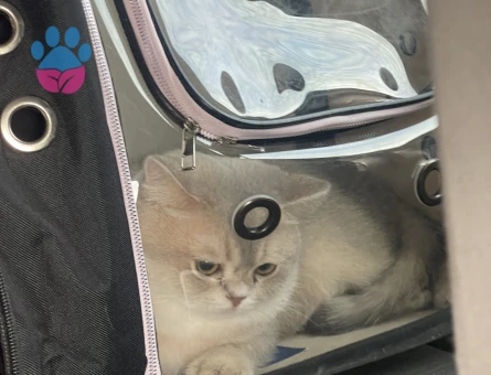 Oğlumuza eş arıyoruz