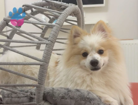 Erkek pomerianıma eş arıyoruz