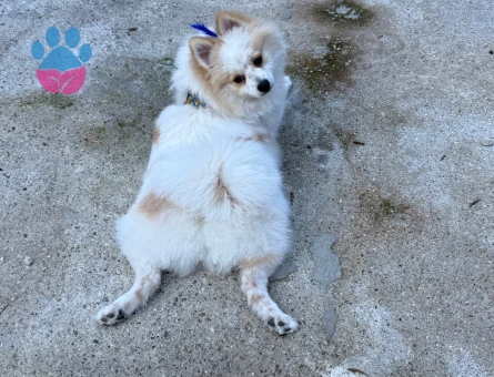 Erkek pomerianıma eş arıyoruz