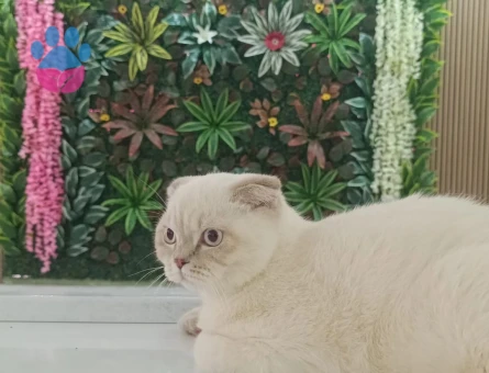 Scottish Fold Oğlumuza British Eş Arıyoruz