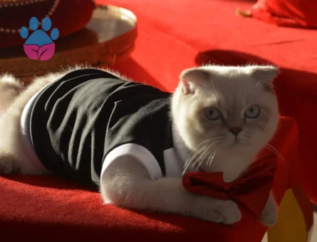 Scottish Fold Oğlumuza British Eş Arıyoruz