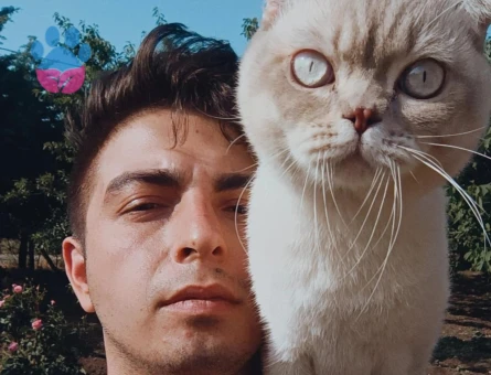 Scottish Fold Oğlumuza British Eş Arıyoruz