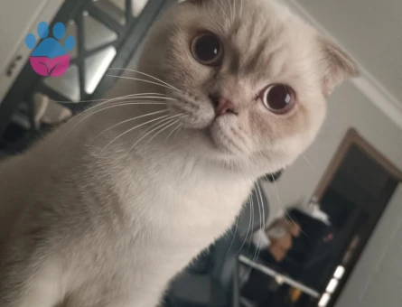 Scottish Fold Oğlumuza British Eş Arıyoruz