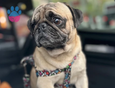 3 YAŞINDAKİ SAFKAN IRK PUG CİNSİ KÖPEĞİME DİŞİ EŞ ARIYORUM