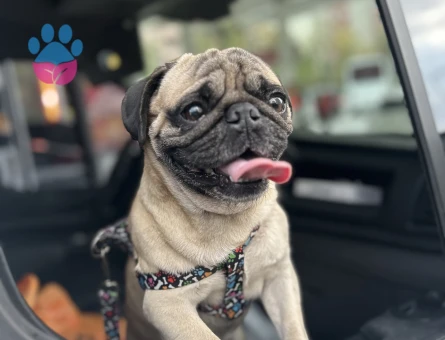 3 YAŞINDAKİ SAFKAN IRK PUG CİNSİ KÖPEĞİME DİŞİ EŞ ARIYORUM