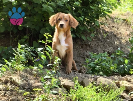 Erkek long hair dachshund