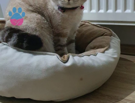 Squtish Fold Kedimize British Irkı Erkek Eş Arıyoruz