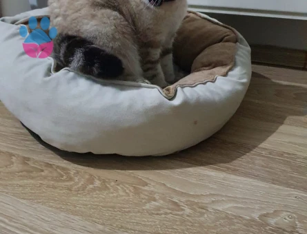 Squtish Fold Kedimize British Irkı Erkek Eş Arıyoruz