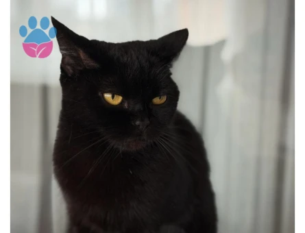 Kedimize Eş Arıyoruz