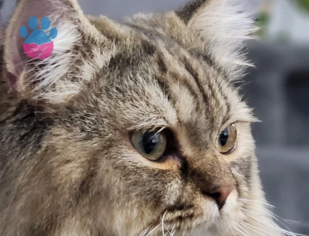 Britic longheir  gelin ariyoruz