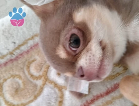Chihuahua 1 Yaşında Köpeğim Eş Arıyor