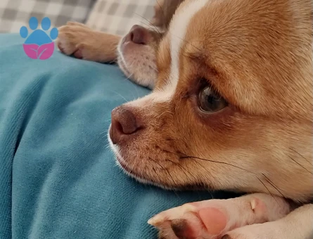 Chihuahua 1 Yaşında Köpeğim Eş Arıyor