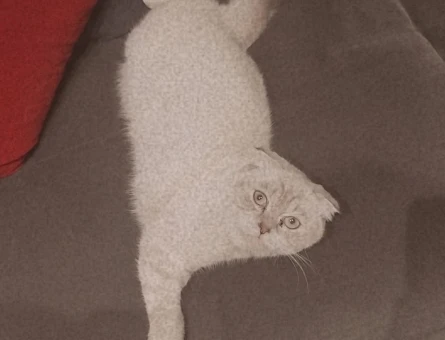 Scottish cinsi kızıma erkek British  kedi arıyoruz - 118973352