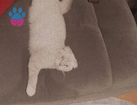 Scottish cinsi kızıma erkek British  kedi arıyoruz