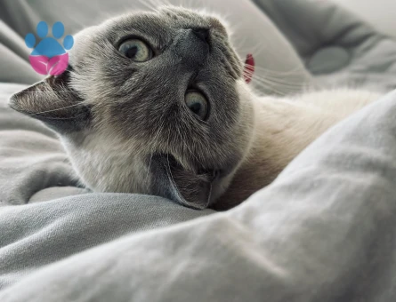 British shorthair blue point kızıma eş arıyorum. Aliağa ve çevresinden olanlar yazarsa sevinirim. Kızımı yanımdan hiç ayırmadım ve kapının önüne çıkmışlığı yok.