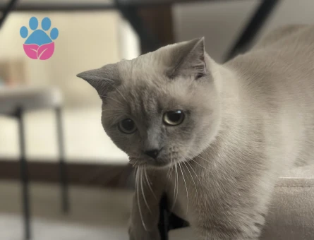 British shorthair blue point kızıma eş arıyorum. Aliağa ve çevresinden olanlar yazarsa sevinirim. Kızımı yanımdan hiç ayırmadım ve kapının önüne çıkmışlığı yok.