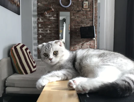 Scottish Fold Kedim Eş Arıyor - 118973354