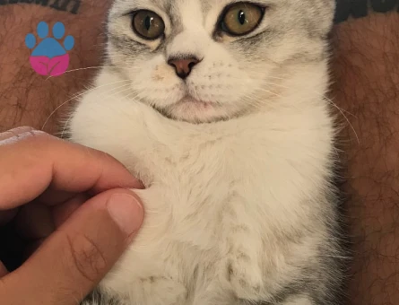 Scottish Fold Kedim Eş Arıyor