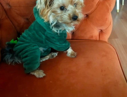 Yorkshire Terrier Köpeğime Eş Arıyorum - 118973355