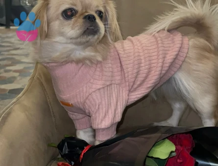 Pekinez 1 Yaşında Eş Arıyor