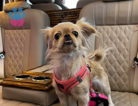 Pekinez 1 Yaşında Eş Arıyor