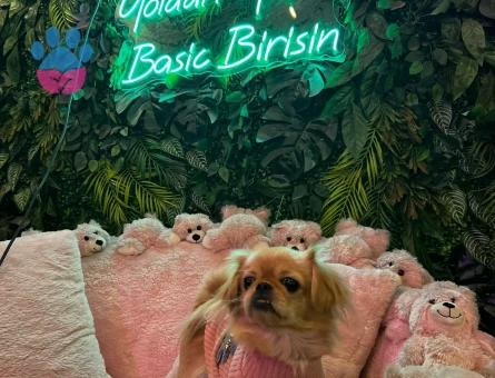 Pekinez 1 Yaşında Eş Arıyor