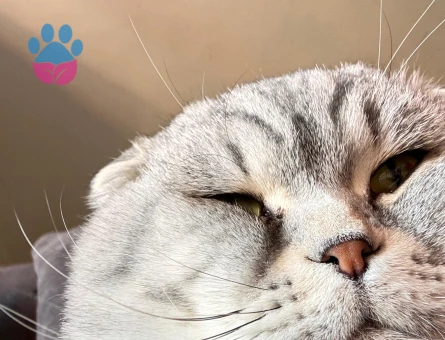 Scottish fold oğlumuza eş arıyoruz