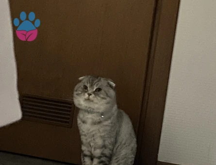 Scottish fold oğlumuza eş arıyoruz