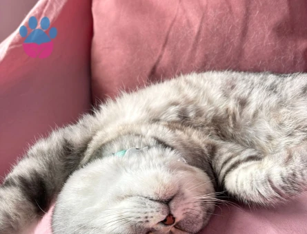 Scottish fold oğlumuza eş arıyoruz