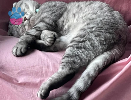 Scottish fold oğlumuza eş arıyoruz