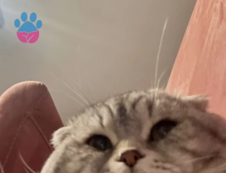 Scottish fold oğlumuza eş arıyoruz