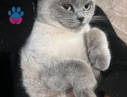 British Shorthair Pamuğa Eş Arıyorum