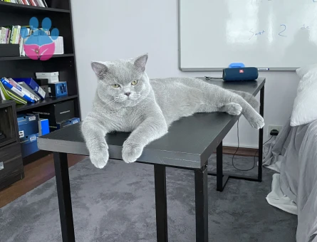 British Shorthair Oğluma Eş Arıyoruz