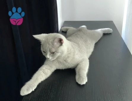British Shorthair Oğluma Eş Arıyoruz