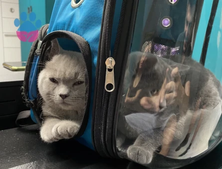 British Shorthair Oğluma Eş Arıyoruz