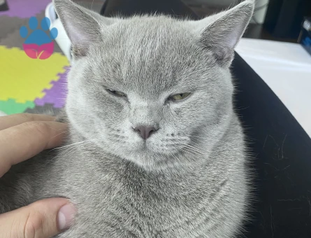 British Shorthair Oğluma Eş Arıyoruz