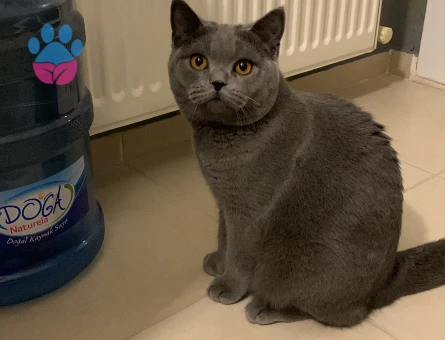 British Shorthair oğlum için eş arıyorum