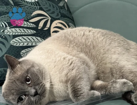 Kedimize arkadaş arıyoruz