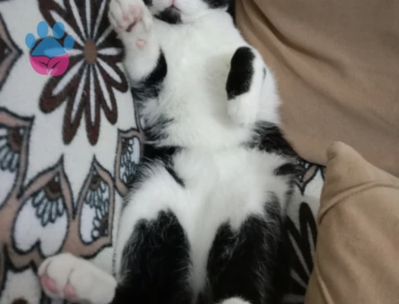 British Shorthair 6 Aylık Kedim Eş Arıyor