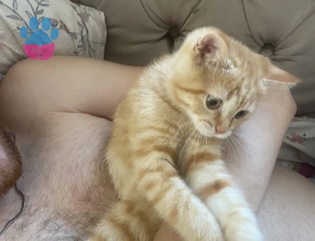 Dişi kedi arıyoruz