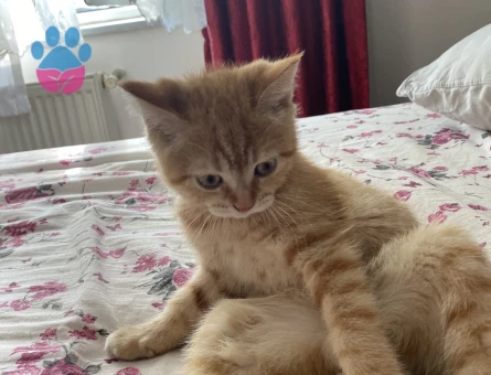 Dişi kedi arıyoruz