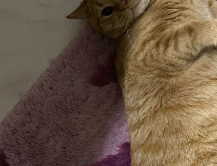 Dişi kedi arıyoruz - 118973375