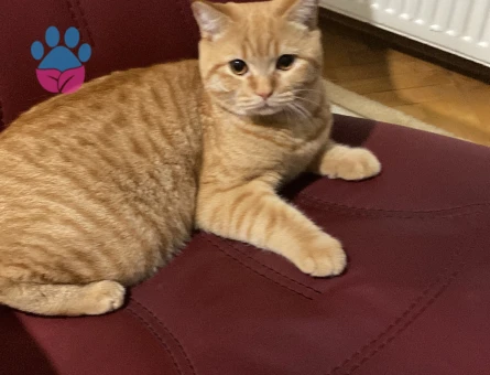 Dişi kedi arıyoruz