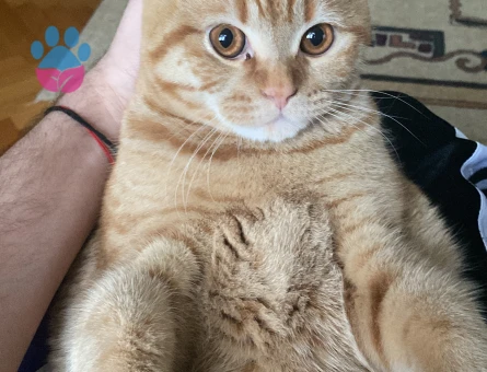 Dişi kedi arıyoruz