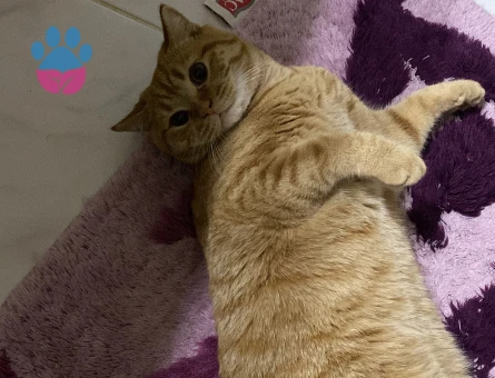 Dişi kedi arıyoruz