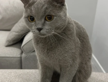 British Shorthair Kedime Damat Arıyorum - 118973376