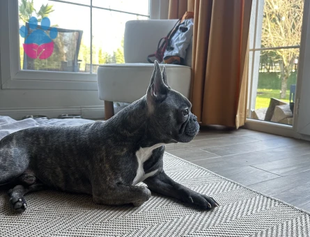 French Bulldog 3 Yaşında Köpeğim Eş Arıyor
