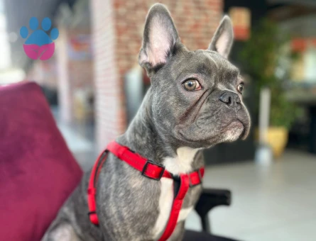 French Bulldog 3 Yaşında Köpeğim Eş Arıyor
