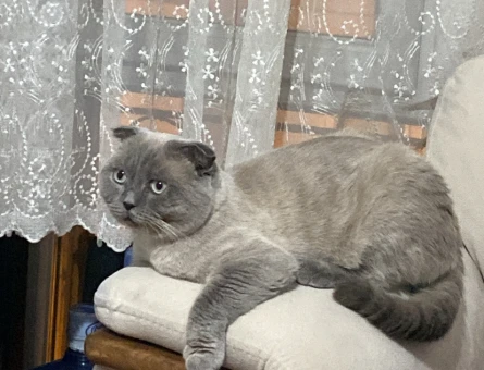 Scottish Fold Kedim Eş Arıyor - 118973378