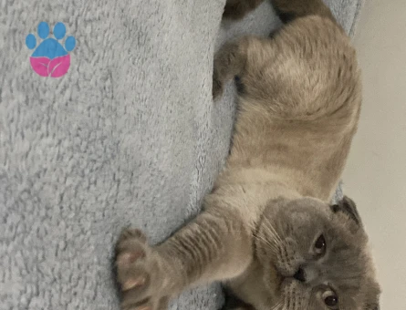 Scottish Fold Kedim Eş Arıyor
